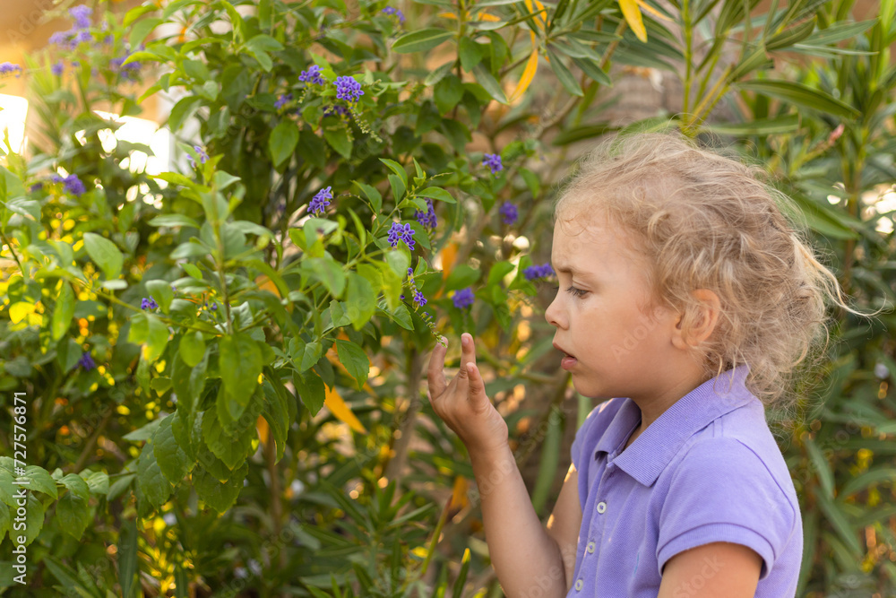 A little girl wearing a violet dress stands near a blooming tropical shrub with violet colored flowers. Duranta erecta blue. Tropical garden A little girl wearing a violet dress stands near a blooming tropical shrub with violet colored flowers. Duranta erecta blue. Tropical garden