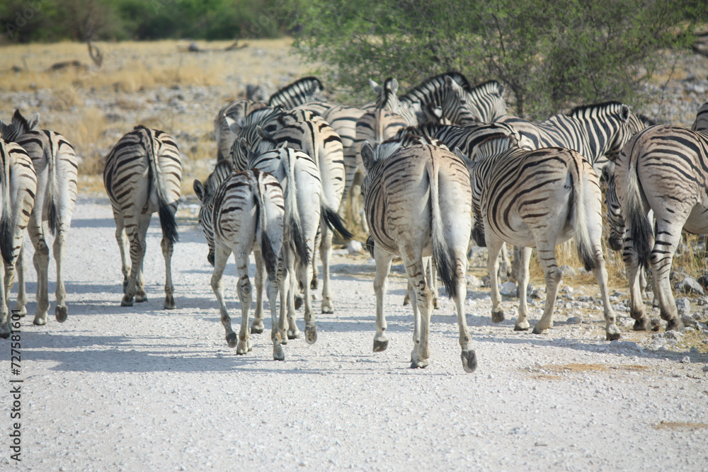 Zebras
Black&White
Animals
Wildlife
Zebras
Black&White
Animals
Wildlife