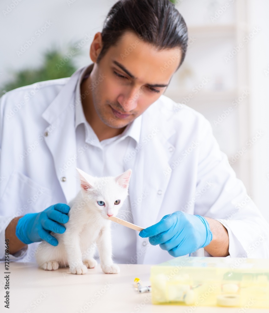 Young male doctor examining sick cat Young male doctor examining sick cat