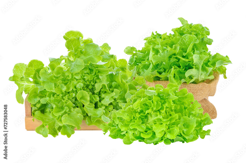 Green oak lettuce vegetable isolated on white background. Green oak lettuce vegetable isolated on white background.