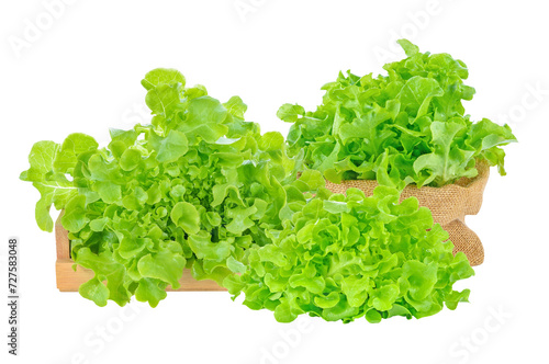 Green oak lettuce vegetable isolated on white background.