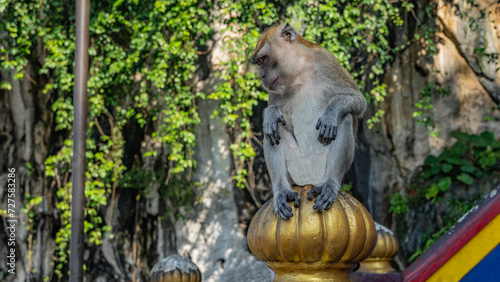 The monkey is sitting on the top of the fence, looking down and away. The head is tilted, the paws with long fingers are folded. Batu caves. Kuala Lumpur. Malaysia.