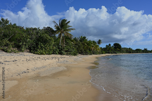 Fototapeta Naklejka Na Ścianę i Meble -  Beach with palm trees - tropical scene - peaceful and empty.