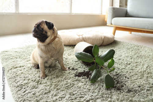 Naughty pug dog with fallen...