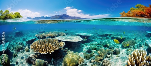 Great Barrier Reef underwater photographers and ocean lovers delight in vibrant sea life.