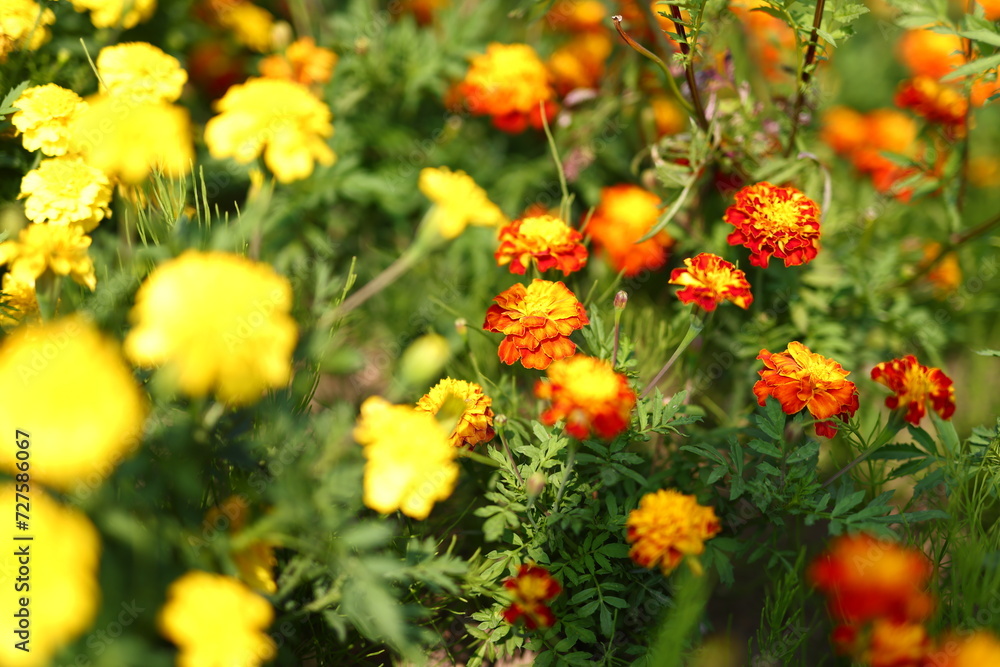 花 花