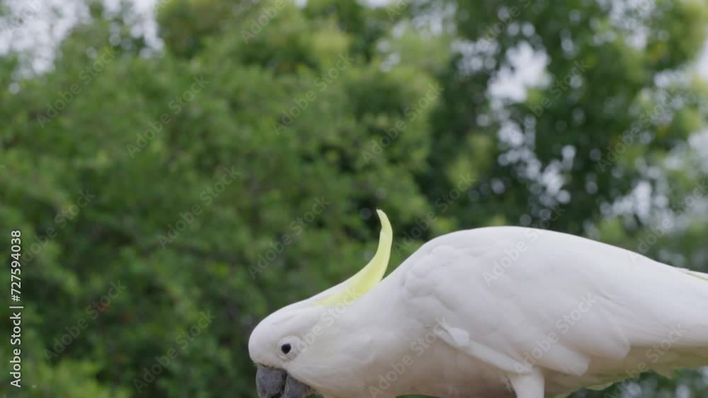 Sulphur-crested cockatoo sitting on a fence then flying away when another cockatoo came to eat