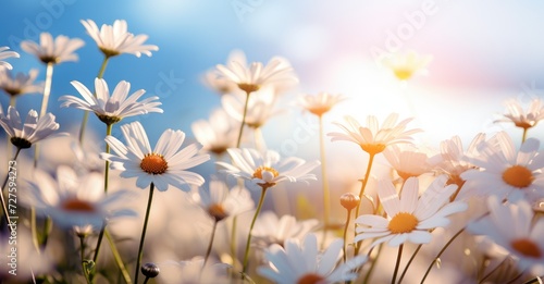 A field filled with daisies  illuminated by the sun shining in the background.