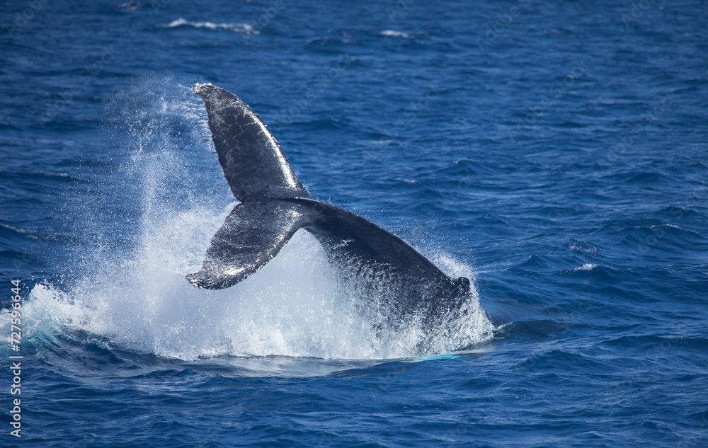 Naklejka premium Humpback Whale Tail High Above the Water