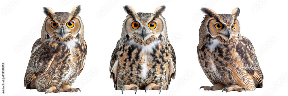 front view of owl isolated on transparent background ,generative ai front view of owl isolated on transparent background ,generative ai