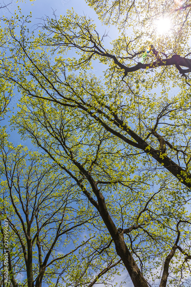 bottom view of the treetops in forest with fresh green leaves at spring time. bottom view of the treetops in forest with fresh green leaves at spring time.