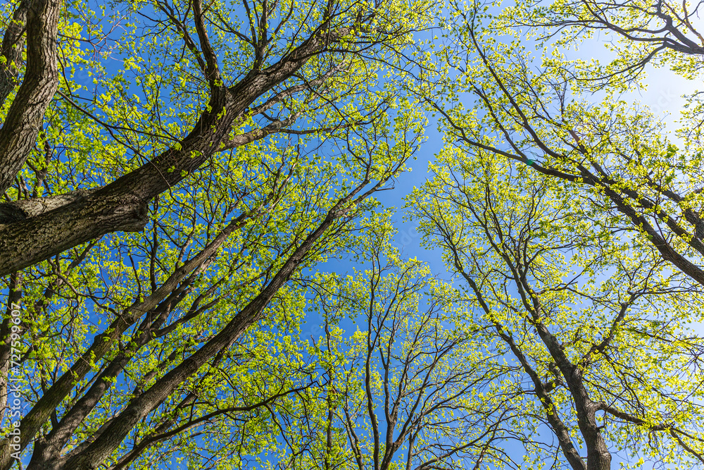 Obraz premium canopy of branches with fresh green leaves. view from below against the blue sky.