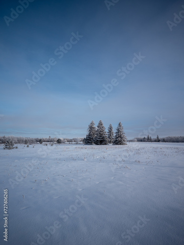 Wallpaper Mural trees in the snow Torontodigital.ca