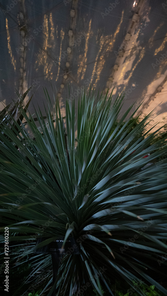 Fototapeta premium plants