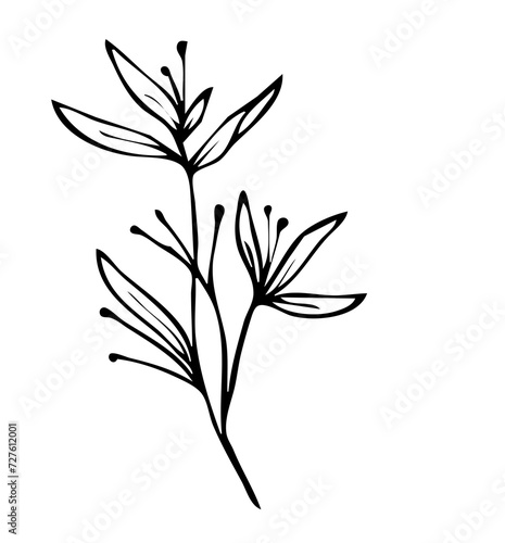 Floral leaves line art vector illustration, flower line art illustration