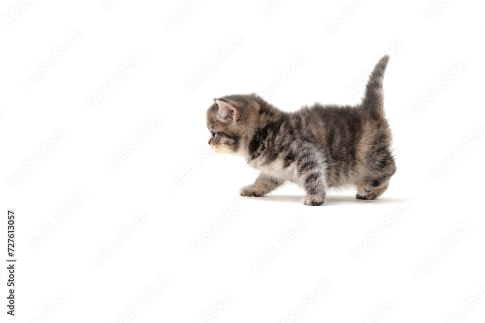 Fototapeta premium Fluffy purebred gray kitten on a white isolated background