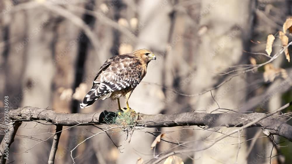 Red Shouldered Hawk Eating Frog Series 4k 60FPS - Close Red Shouldered Hawk Eating Frog Series 4k 60FPS - Close