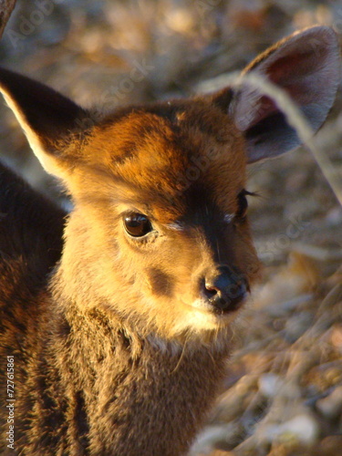 Baby Antelope