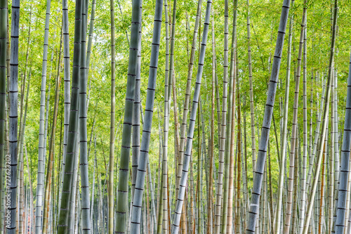 Bamboo grove at Beppu Park in Beppu  Japan