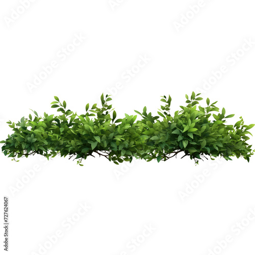Shrub isolated on transparent background png file.
