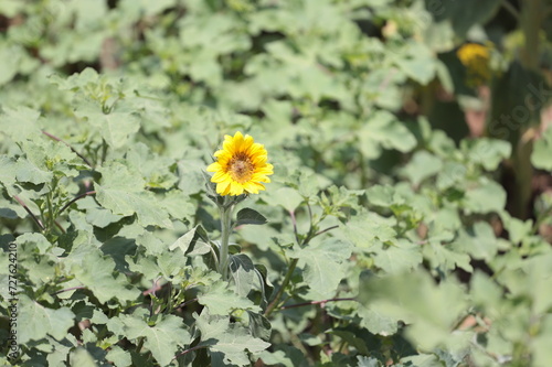 flowers in the garden