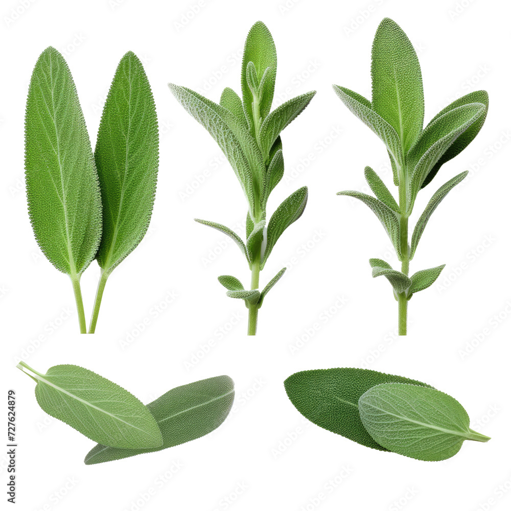 Set of Fresh sage herb isolated on transparent background Set of Fresh sage herb isolated on transparent background
