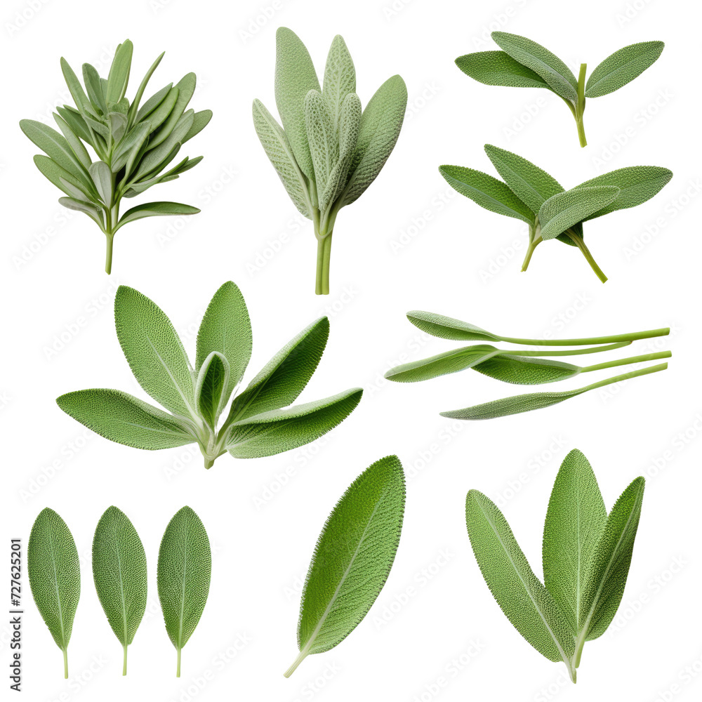Set of Fresh sage herb isolated on transparent background Set of Fresh sage herb isolated on transparent background