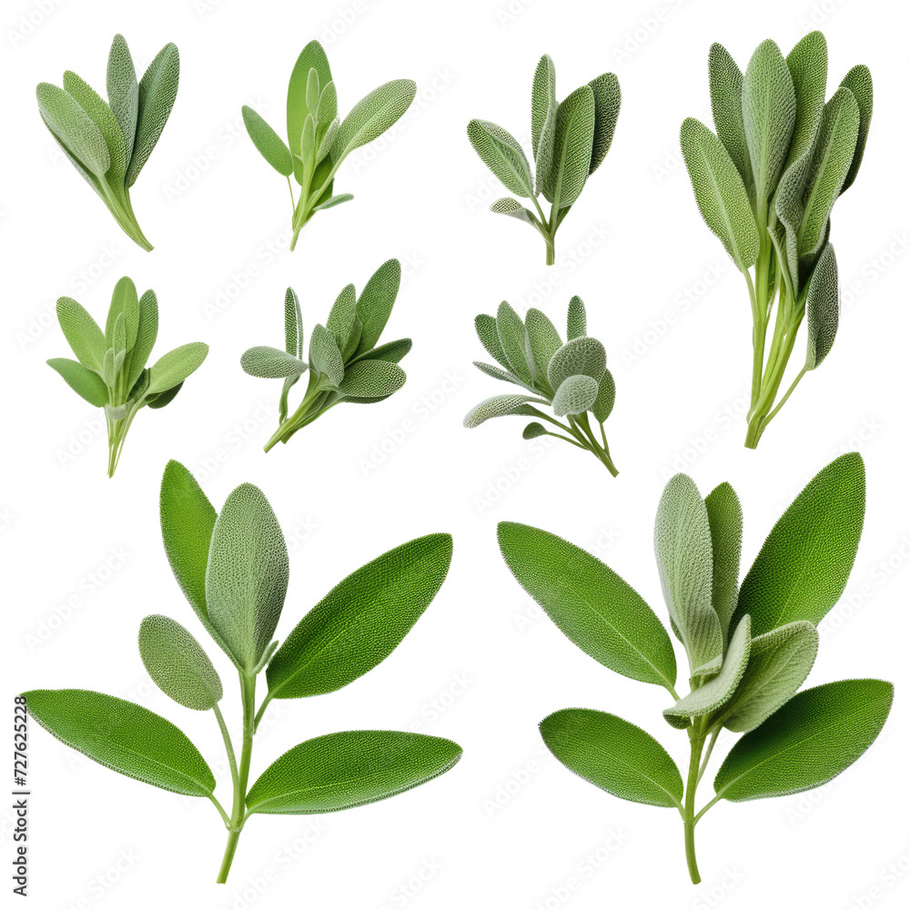 Set of Fresh sage herb isolated on transparent background