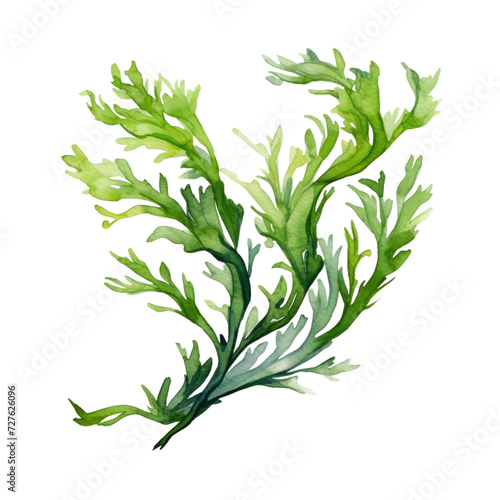 Seaweed isolated on transparent background watercolor