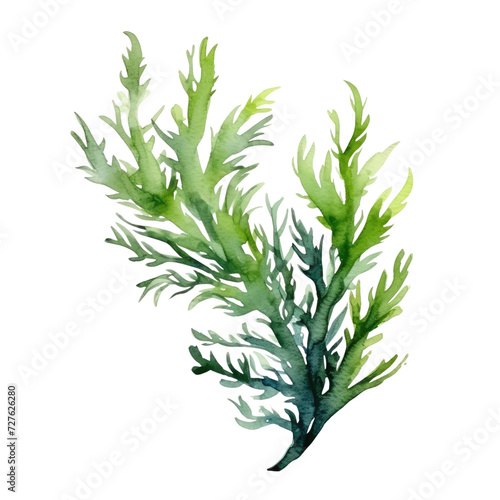Seaweed isolated on transparent background watercolor