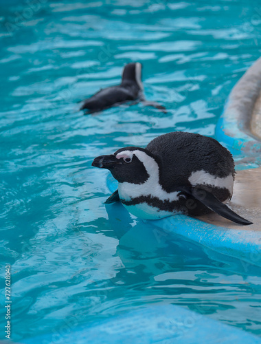 香箱座りのフンボルトペンギン © Euphoria