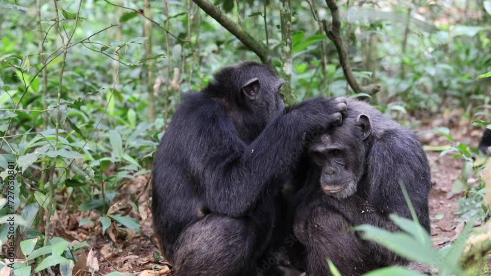 Chimpanzee at Kibale Forest Uganda. Chimpanzees, great apes, along with