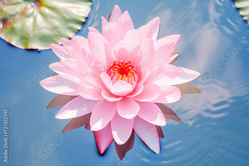 Top view of beautiful pink Water Lilly in pond