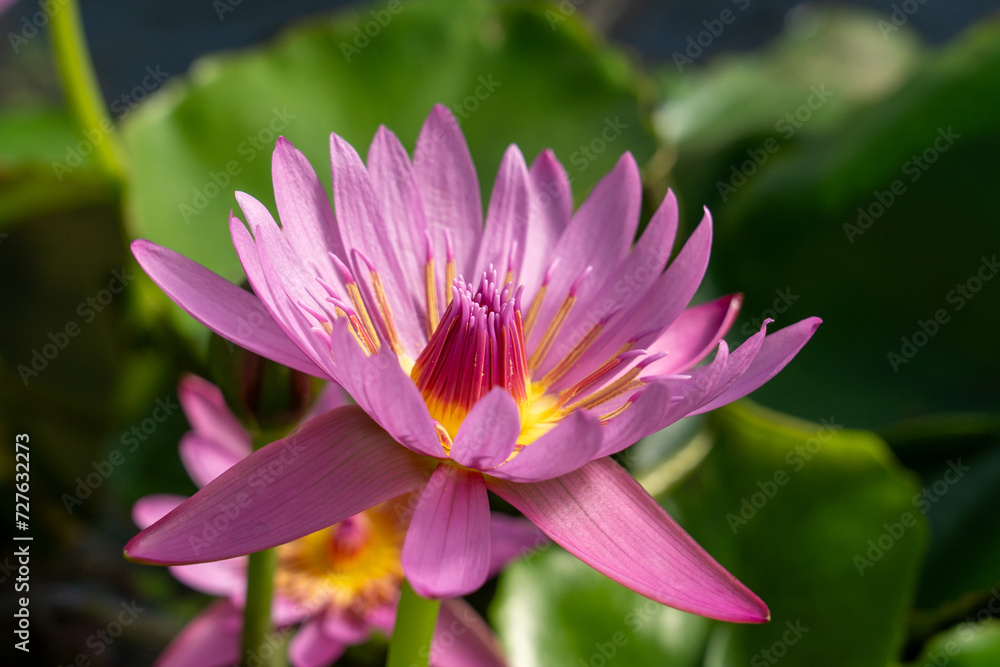Close-up of the single water lily flower in full bloom Close-up of the single water lily flower in full bloom