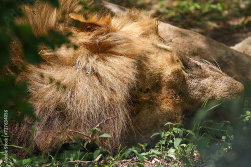 portarit picture of a sleeping male lion photo
