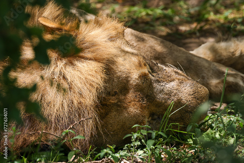 portarit picture of a sleeping male lion photo
