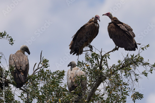 cape vultures sit on the top of a tree in Maasai Mara NP