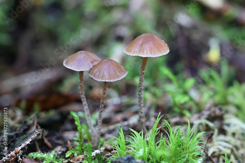 Deconica phyllogena, also called Psilocybe phyllogena, little brown mushroom from Finland, no common English name