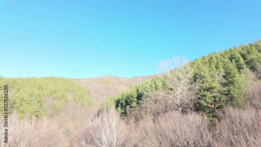 Pine trees cover hills in the Balkan mountains on a sunny winter day with clear skies. Mixed forest. Pine trees cover hills in the Balkan mountains on a sunny winter day with clear skies. Mixed forest.