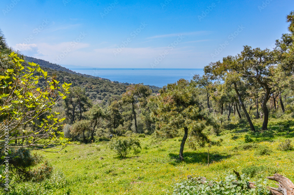 pine forest on the hills of Buyukada island (Adalar, Turkey) pine forest on the hills of Buyukada island (Adalar, Turkey)