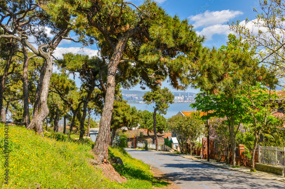 Obraz premium pine trees on scenic Kadiyoran street in Adalar on Buyukada (Princes' Islands, Turkey)