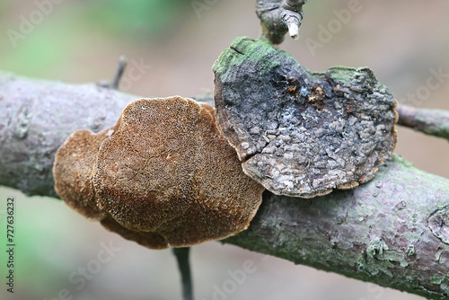 Phellinus abietis, a bracket fungus growing on spruce, no common English name