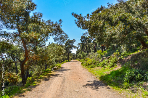 fire management road in pine forest on Buyukada island (Adalar, Turkey)