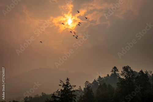 Forest fire smoke with the silhouette of birds in the mountains of Canada © peteleclerc