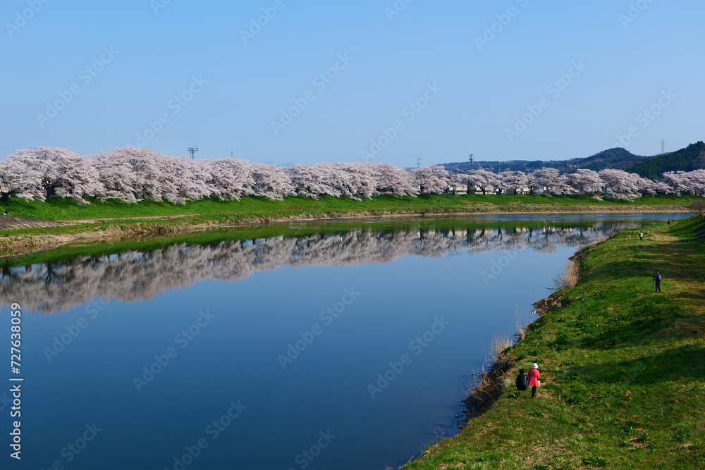 白石川一目千本桜と残雪の蔵王連峰。大河原、宮城、日本。4月上旬。