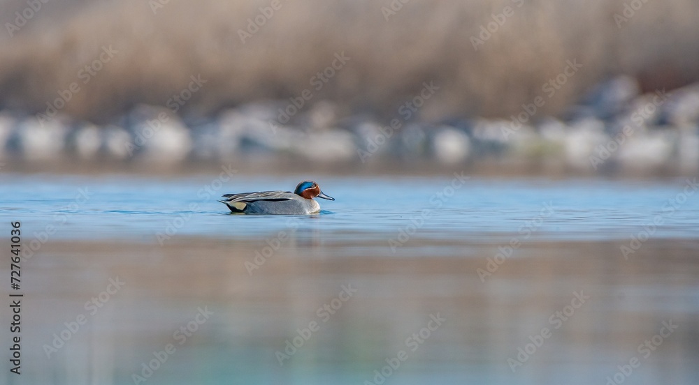 Eurasian Teal (Anas crecca) is a duck that lives in wetlands. It is seen in suitable habitats in many parts of the world.