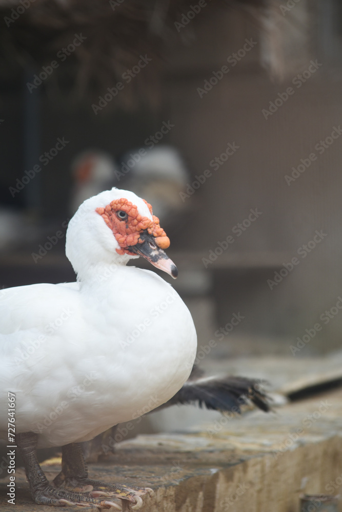 Obraz premium White duck head with red face, closeup, duck in zoo, portrait