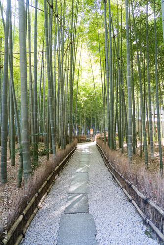 Beautiful Bamboo Garden at Hokokuji Temple