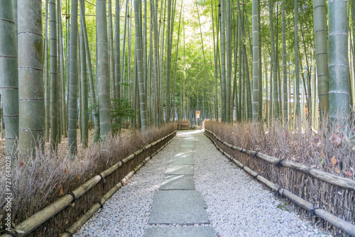 Beautiful Bamboo Garden at Hokokuji Temple