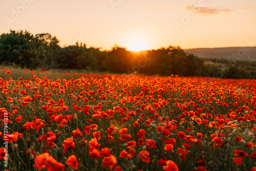 Field poppies sunset light banner. Red poppies flowers bloom in meadow. Concept nature  environment  ecosystem.